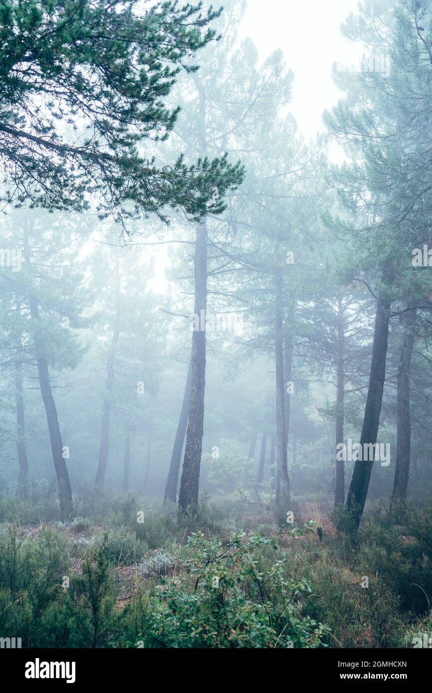 Pine forest in the fog Stock Photo - Alamy