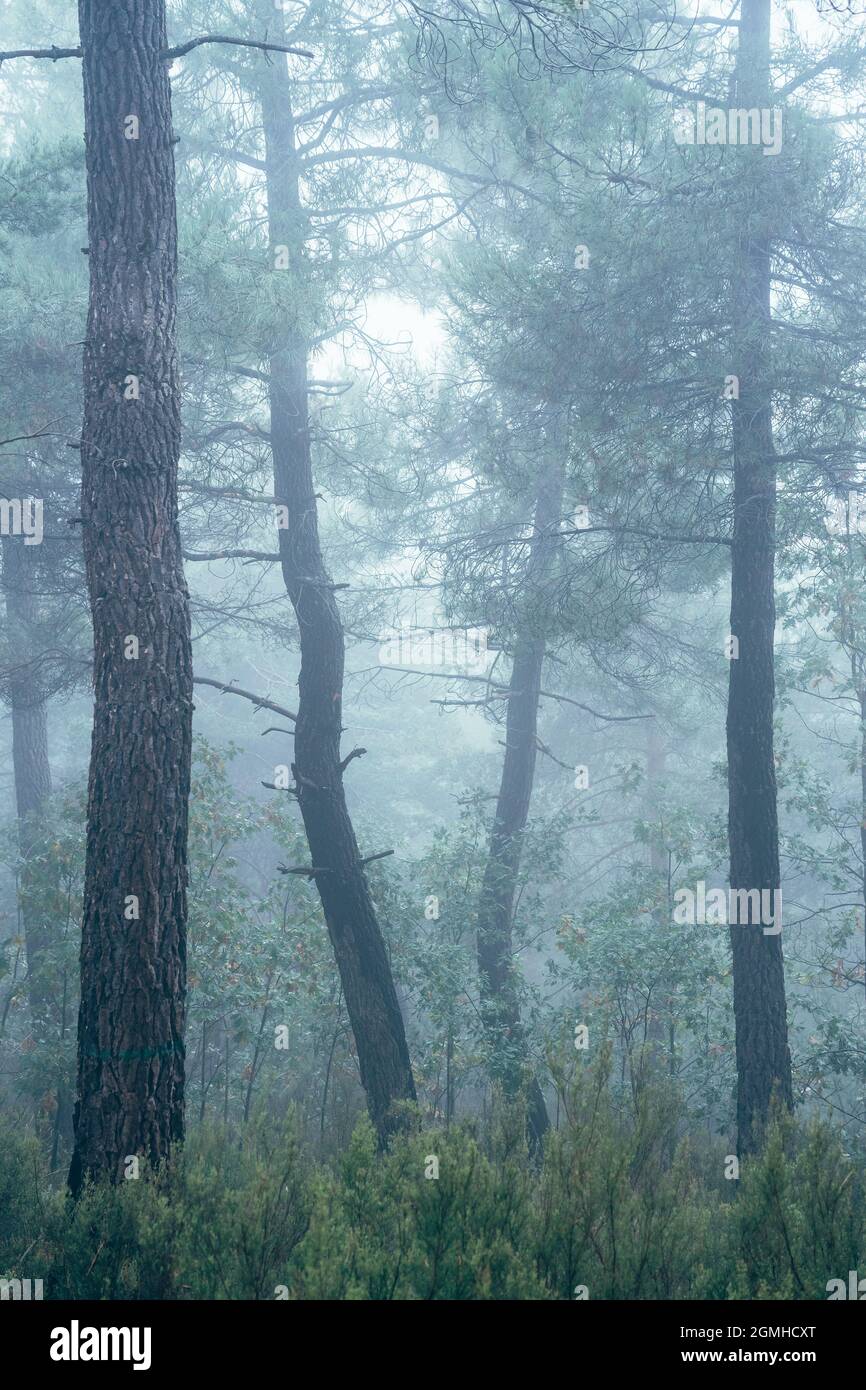 Pine forest in the fog Stock Photo - Alamy