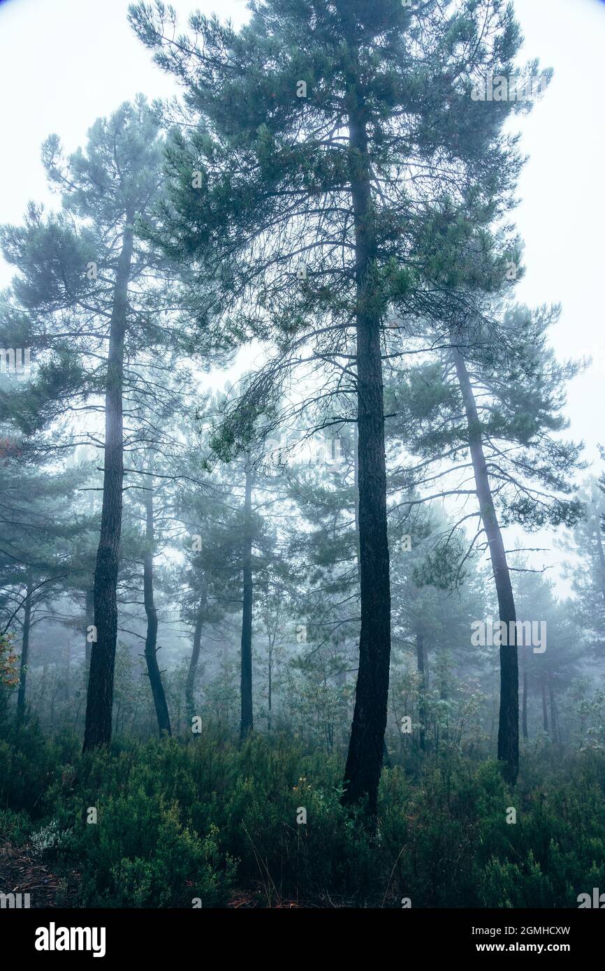 Pine forest in the fog Stock Photo - Alamy