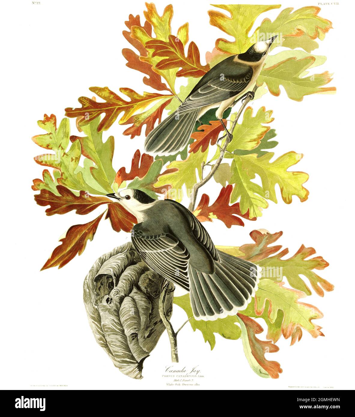 John James Audubon - Birds - Canada Jay Stock Photo