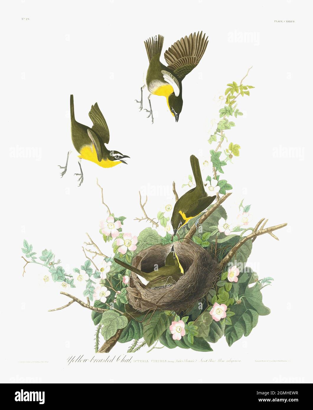 John James Audubon - American Birds - Yellow Breasted Chat Stock Photo