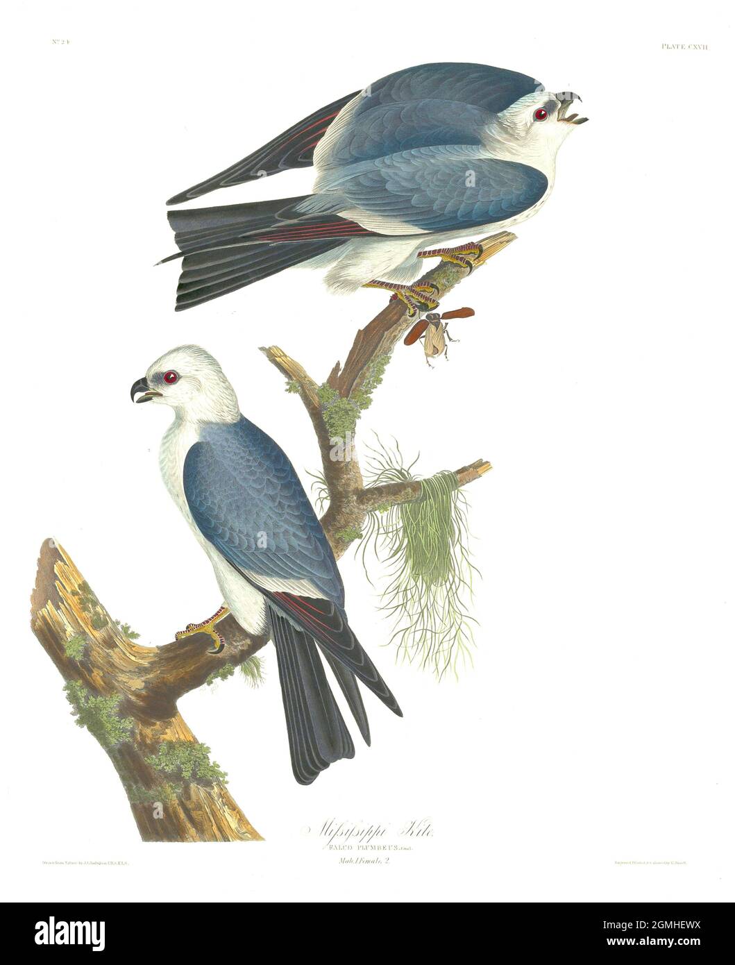 John James Audubon - American Birds - Mississippi Kite - Ictinia mississippiensis Stock Photo