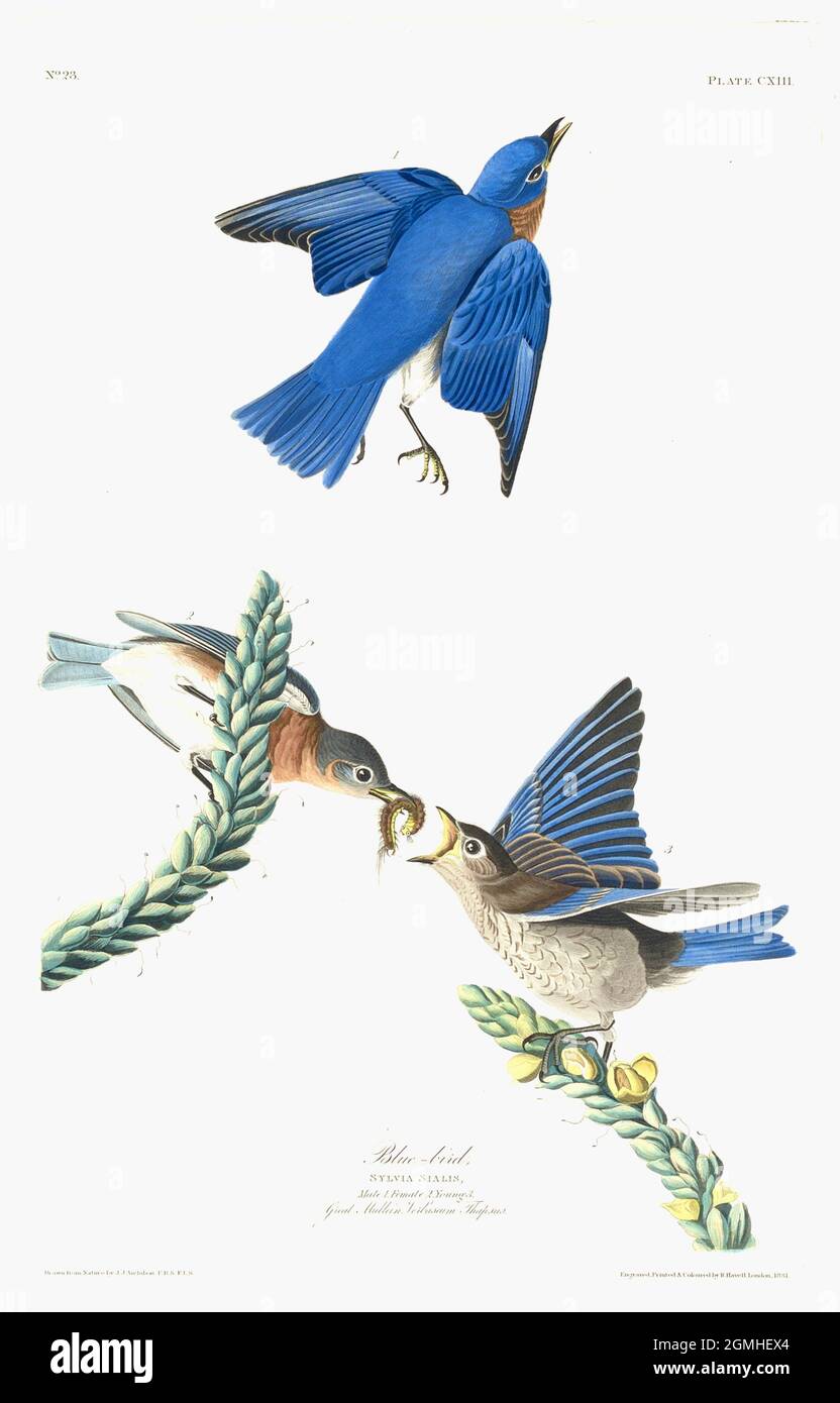 John James Audubon - American Birds - Blue Bird - Ampelis Sialis Stock Photo