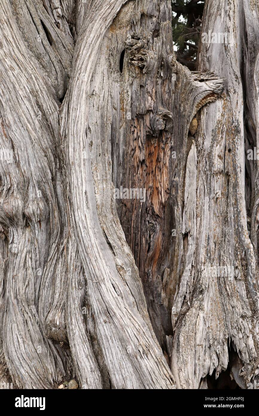 Juniper trees. Tree trunk background Stock Photo Alamy