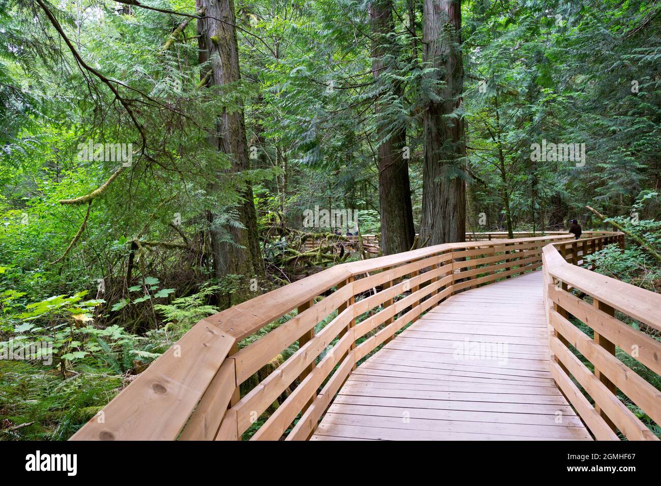 Walkway through Cathedral Grove on Vancouver Island, BC, Canada. Stock Photo