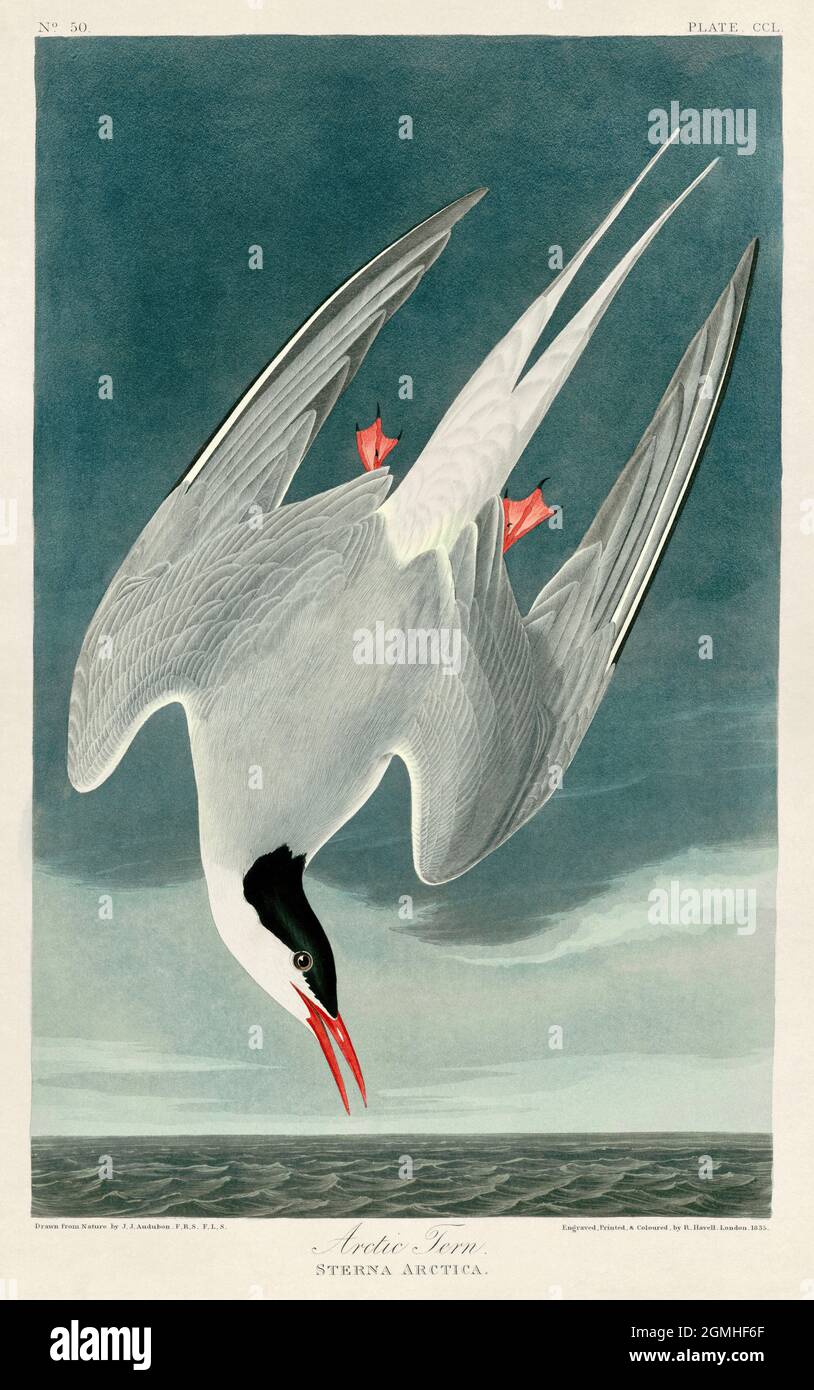 John James Audubon - Arctic Tern Stock Photo