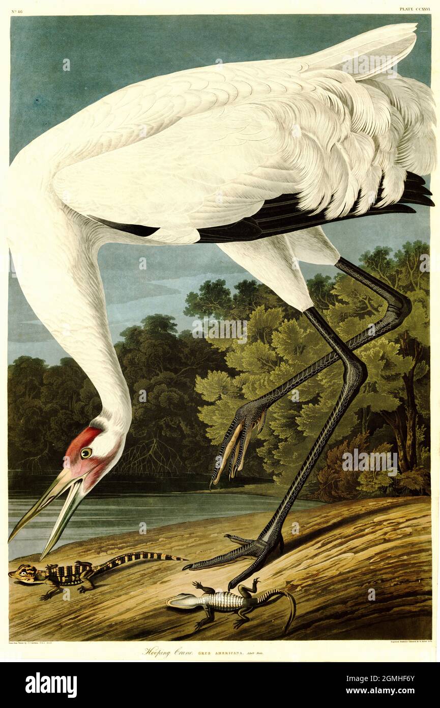 John James Audubon - Hooping Crane - Grus americana Stock Photo