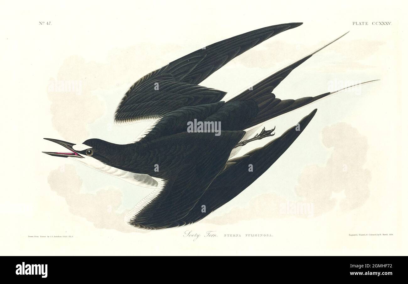 John James Audubon - Sooty Tern Stock Photo