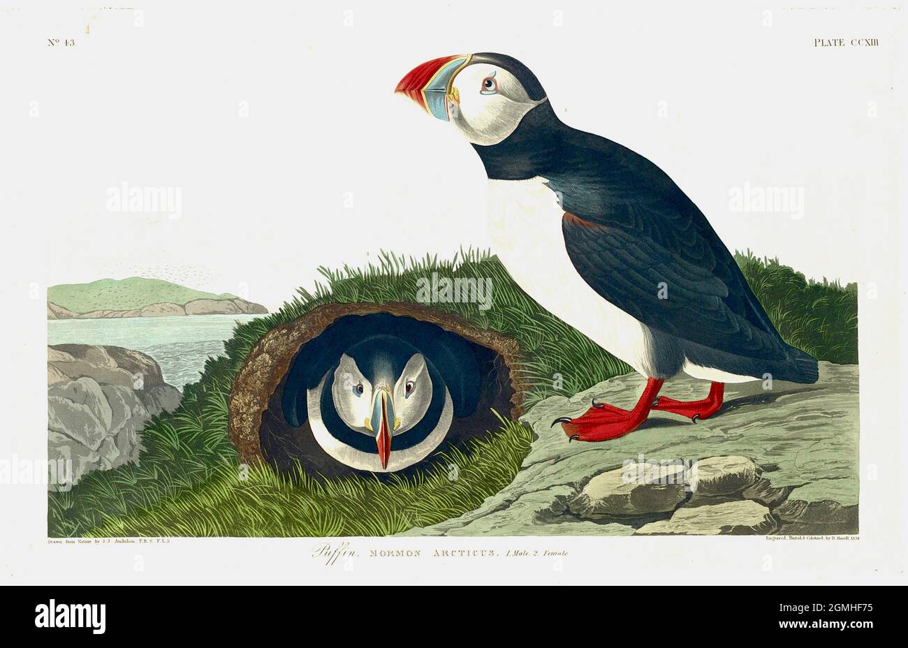 John James Audubon - Puffin Stock Photo