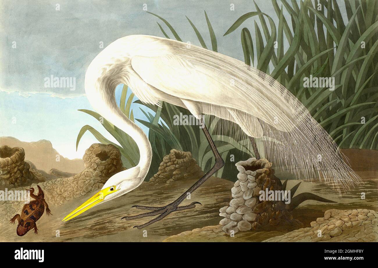 John James Audubon - White Heron Stock Photo