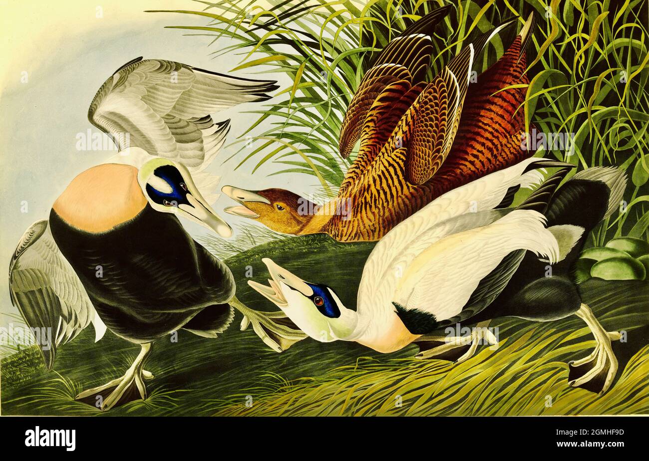 John James Audubon - Eider Duck Stock Photo