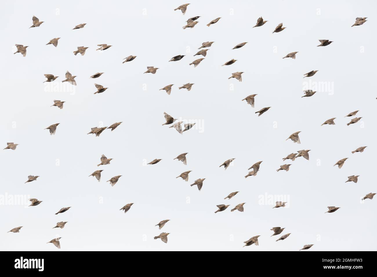 swarm of many isolated starlings (sturnus vulgaris) in flight Stock Photo