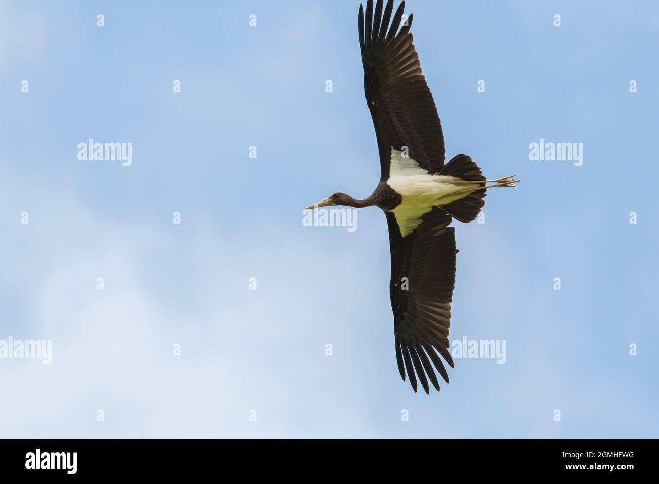 detailed portrait one black stork (Ciconia nigra) flying with spread wings Stock Photo