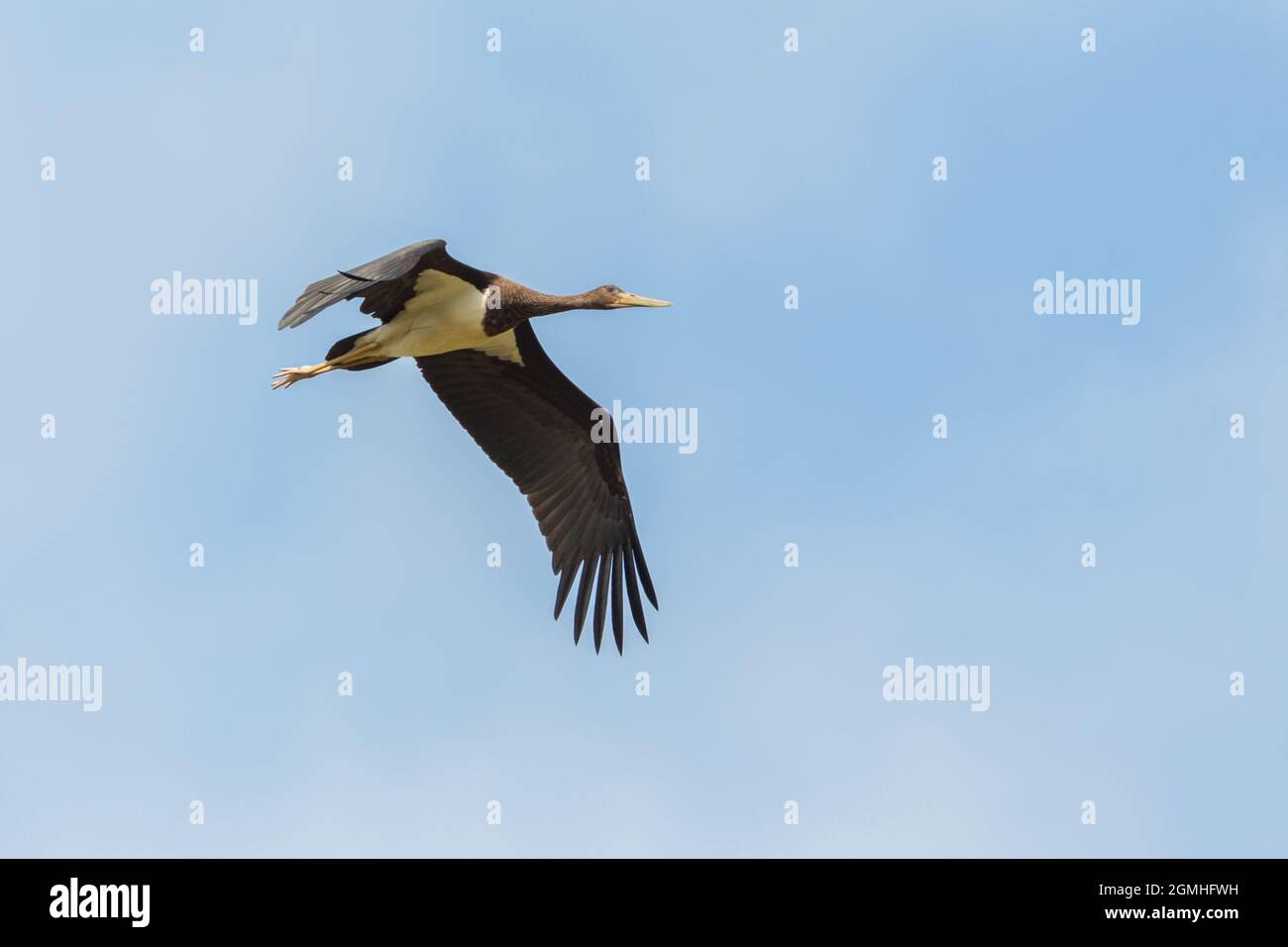one isolated black stork (Ciconia nigra) in flight with spread wings Stock Photo