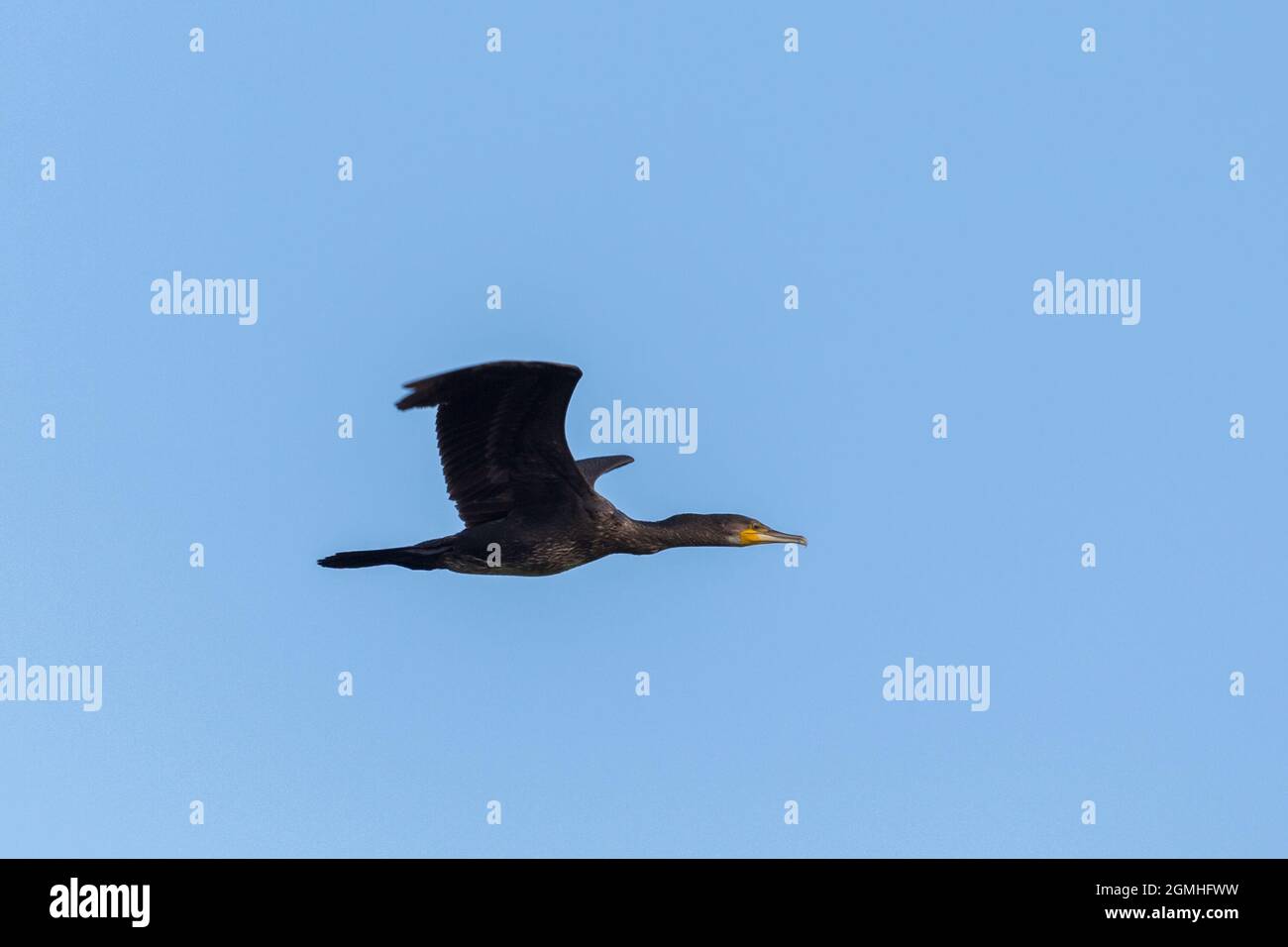 side view portrait great cormorant (phalacrocorax carbo) flying in blue sky Stock Photo
