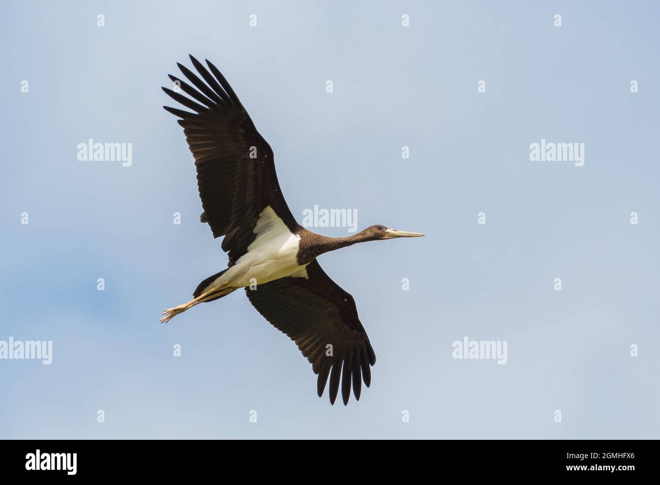 close-up one isolated black stork (Ciconia nigra) in flight with spread wings Stock Photo
