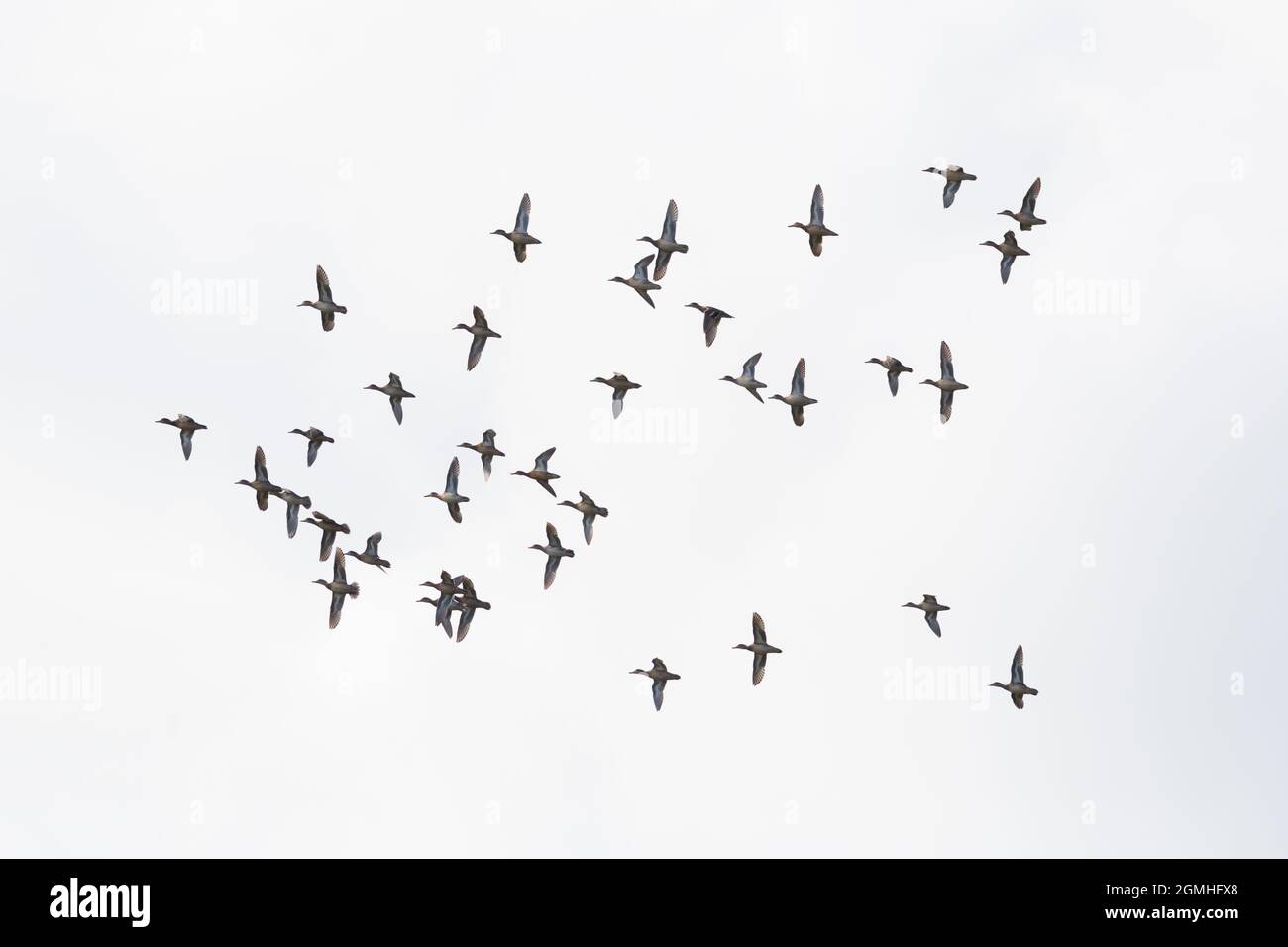 flock of isolated gadwall ducks (anas strepera) in flight with spread wings Stock Photo