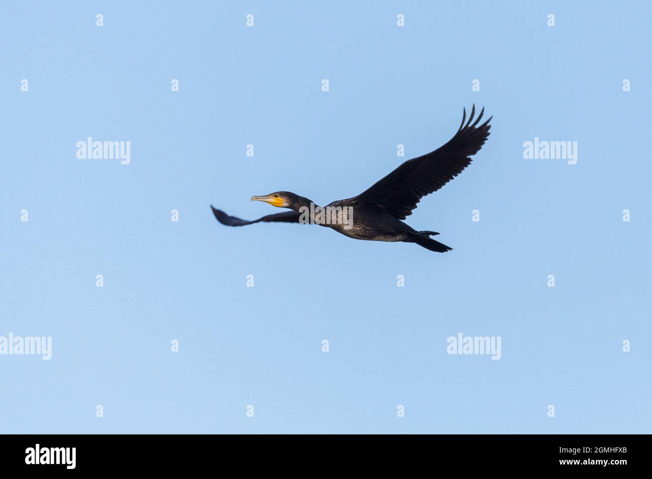 isolated great cormorant (phalacrocorax carbo) in flight in blue sky Stock Photo