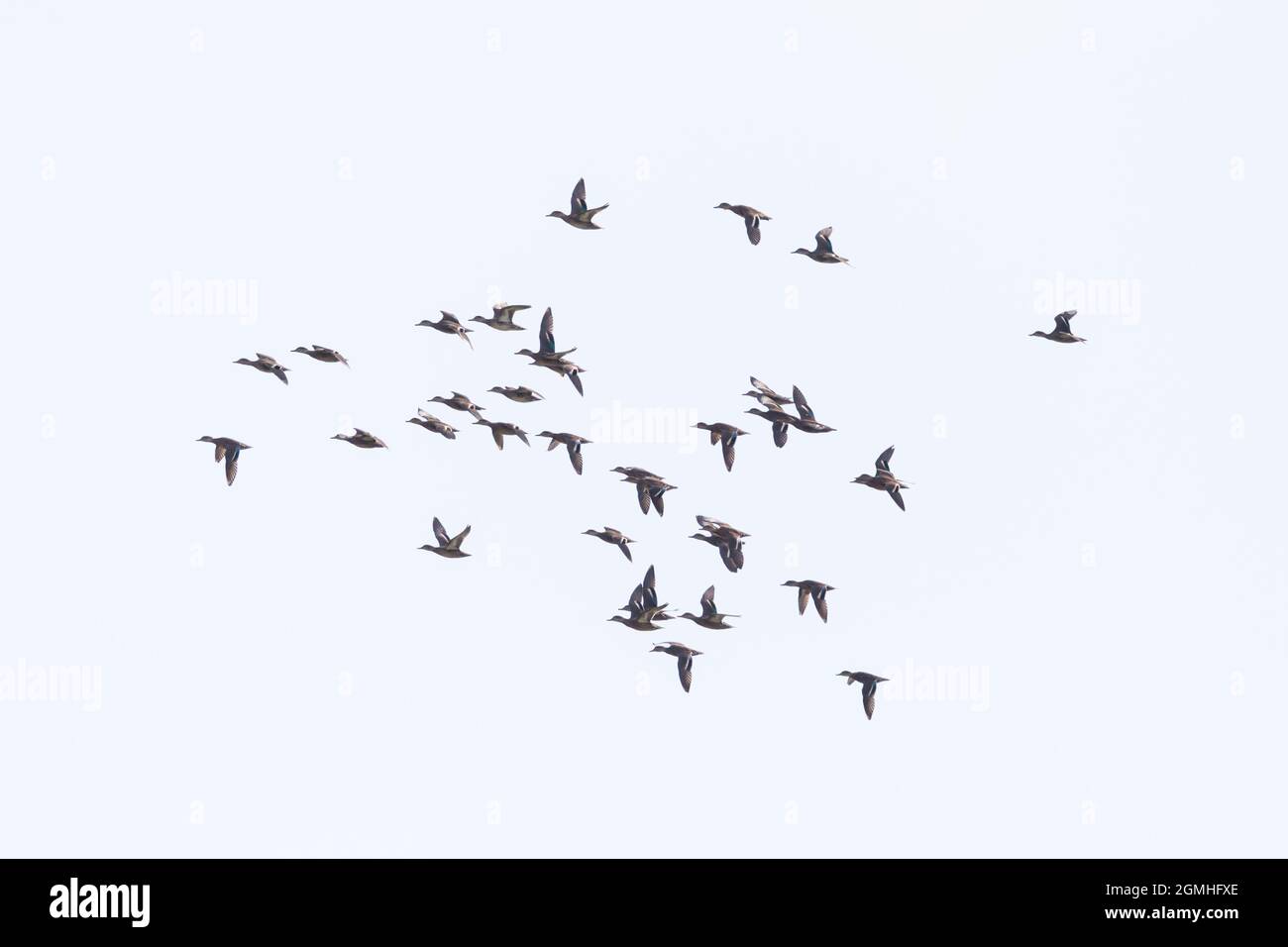 flock of isolated gadwall ducks (anas strepera) in flight Stock Photo