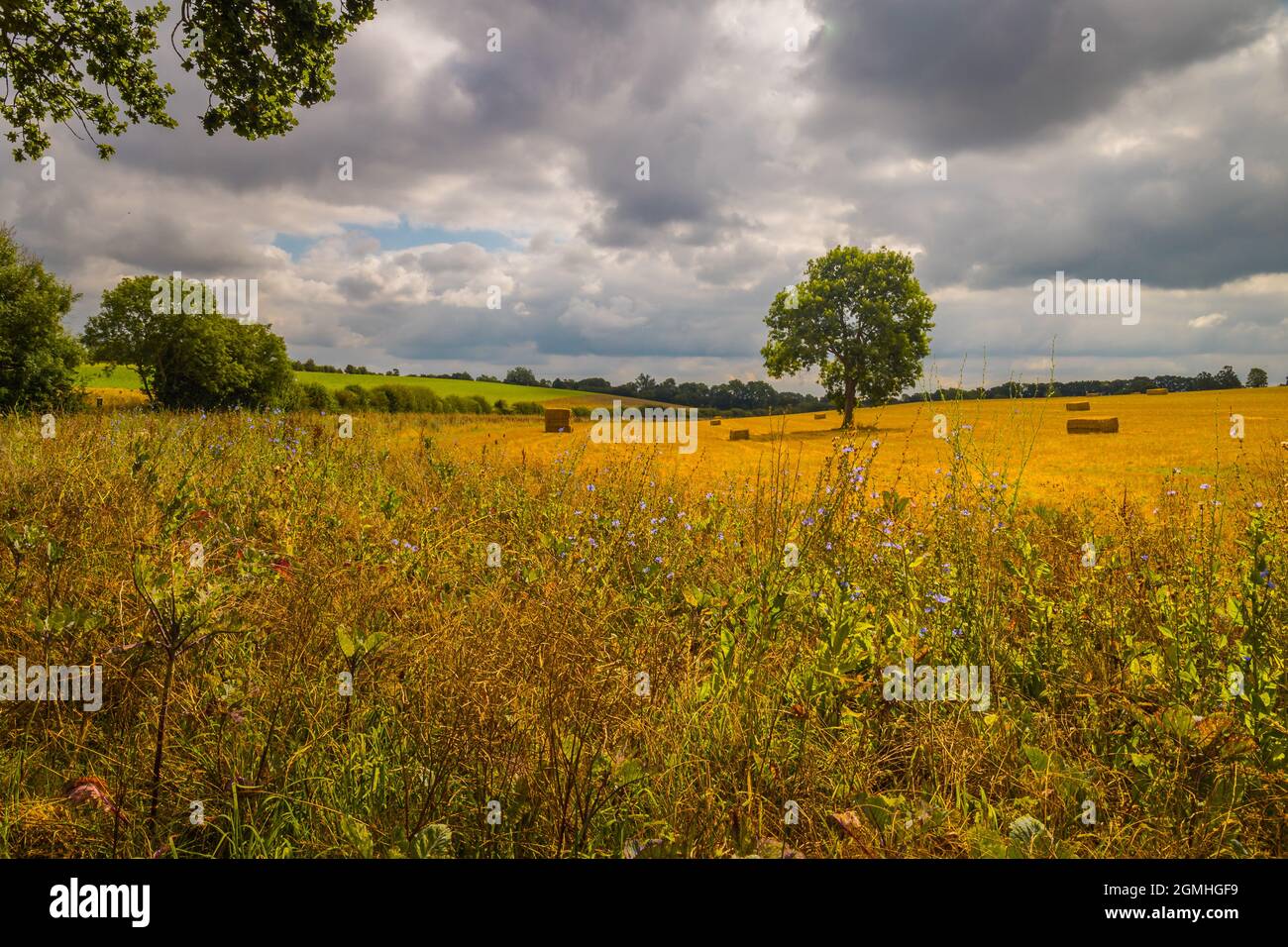 Solitary tree in middle field hi-res stock photography and images - Alamy