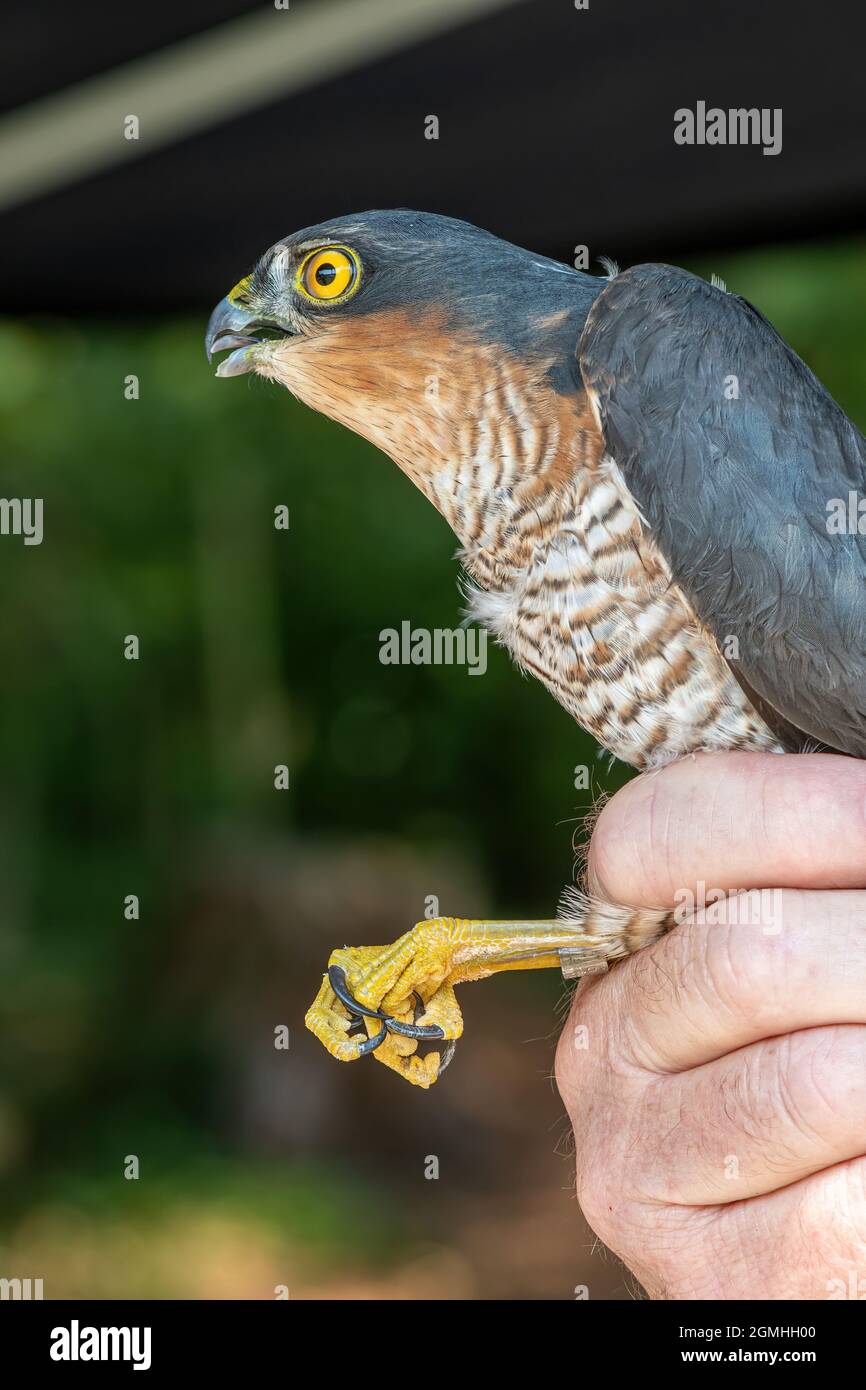Bird ringer holding a male sparrowhawk (Accipiter nisus) after attaching a leg ring or band, ready to release the bird Stock Photo