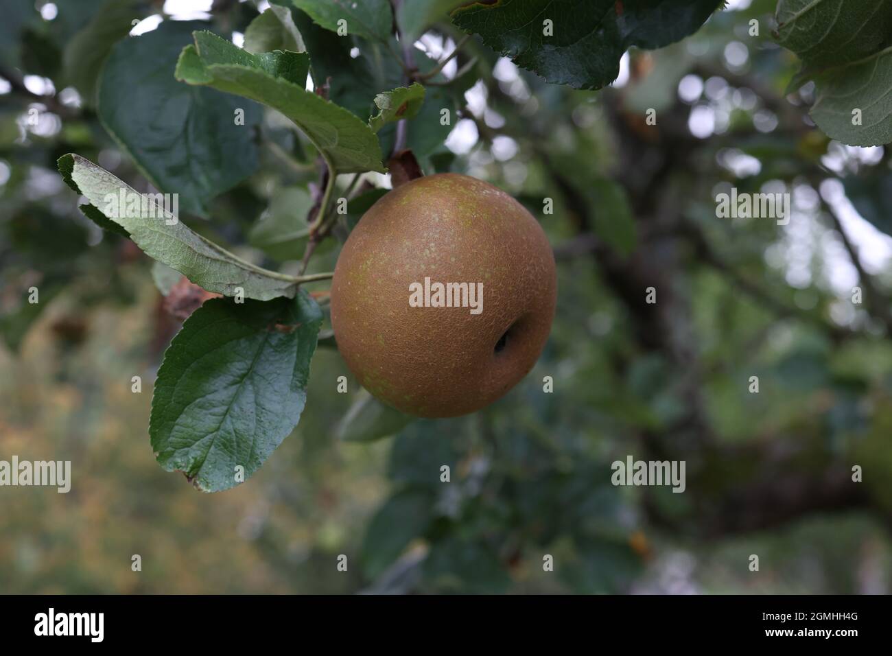 Apples ripen on tree branches in the garden Stock Photo - Alamy