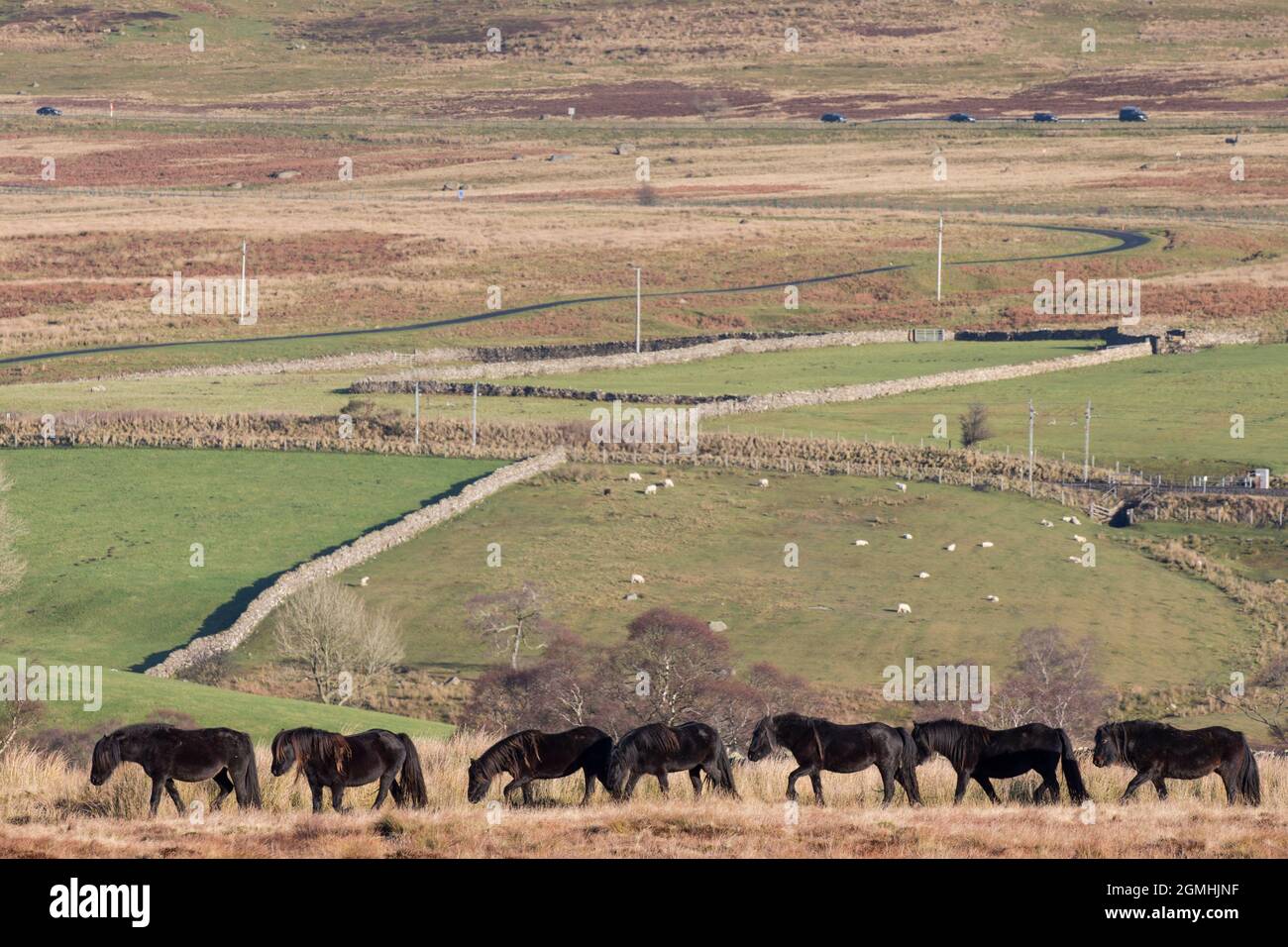 Fell ponies, Greenholme stud, Stoney Gill Farm, Shap, Cumbria Stock Photo