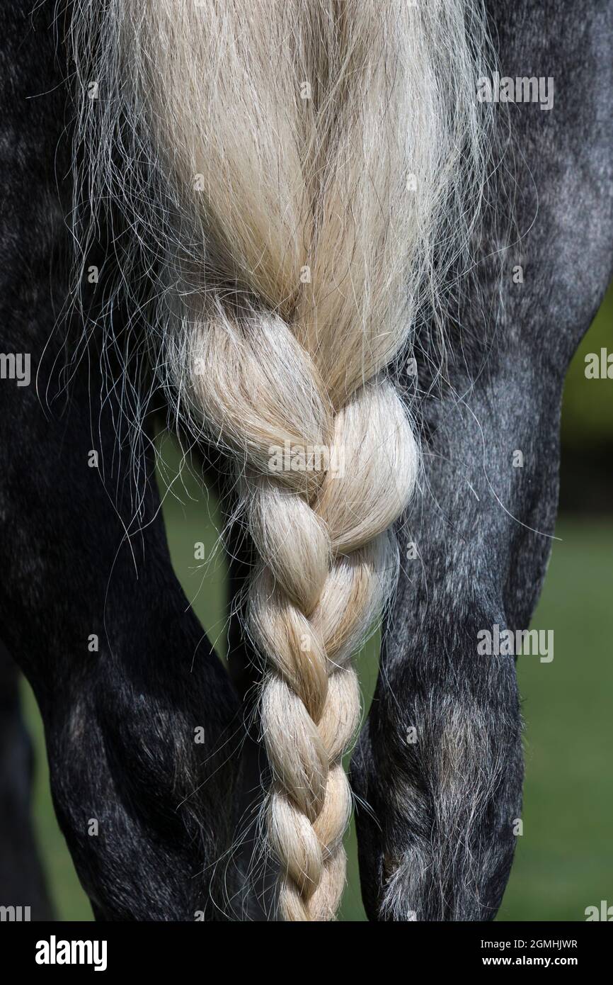 Fell pony tail detail, Dalemain, Penrith, Cumbria Stock Photo