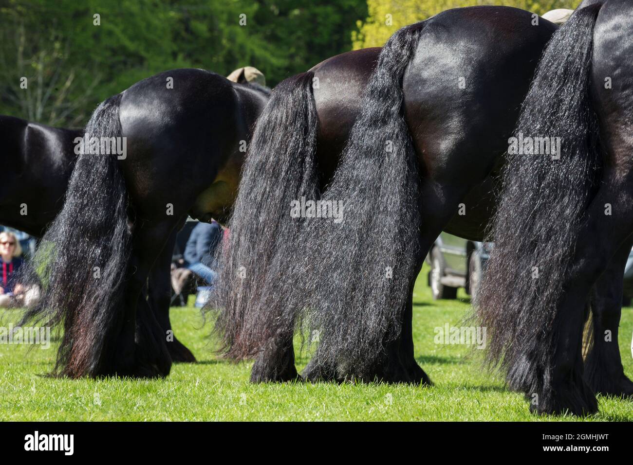 Fell ponies at stallion and colt show, Dalemain, Penrith, Cumbria Stock Photo