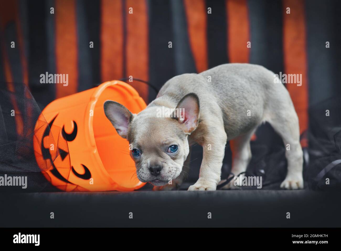 Cute French Bulldog dog puppy with spooky Halloween trick or treat basket in front of black and orange paper streamers Stock Photo