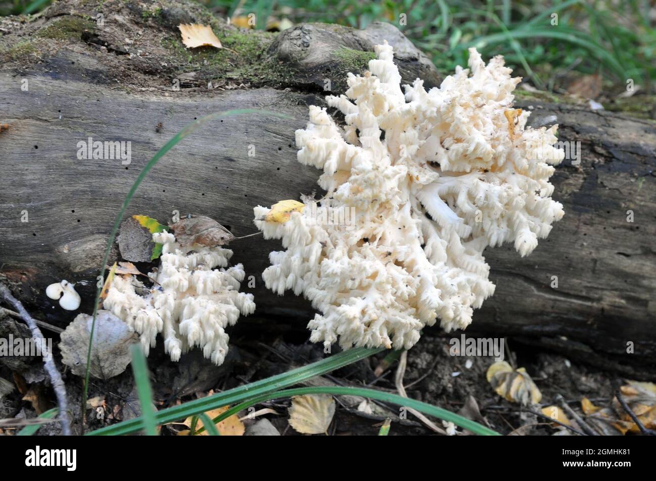 Hericium Hericium is an edible mushroom of the genus Hericium. Stock Photo