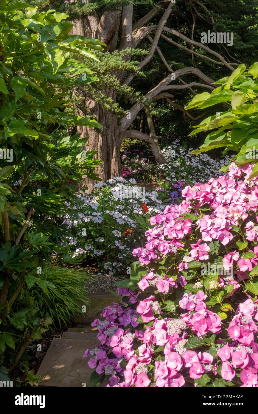 Steps leading down into a woodland hydrangea garden with mophead and lacecap varieties under a Monterey Cyprus tree Stock Photo