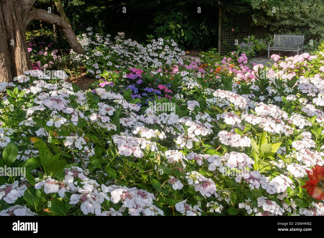 Lacecap hydrangea Teller White in the foreground within a woodland garden under a Monterey Cyprus tree Stock Photo