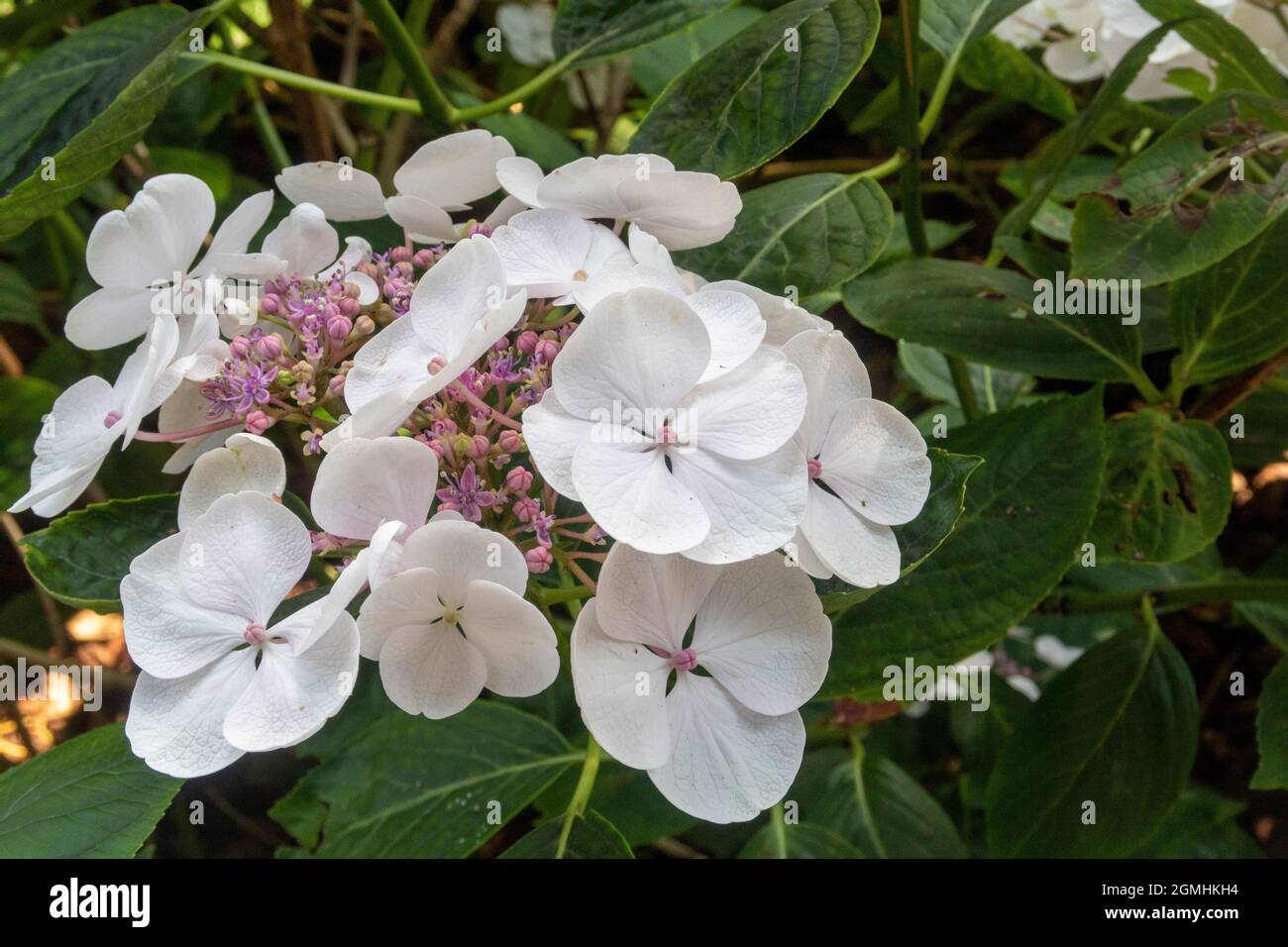 Lacecap hydrangea Teller White Stock Photo Alamy