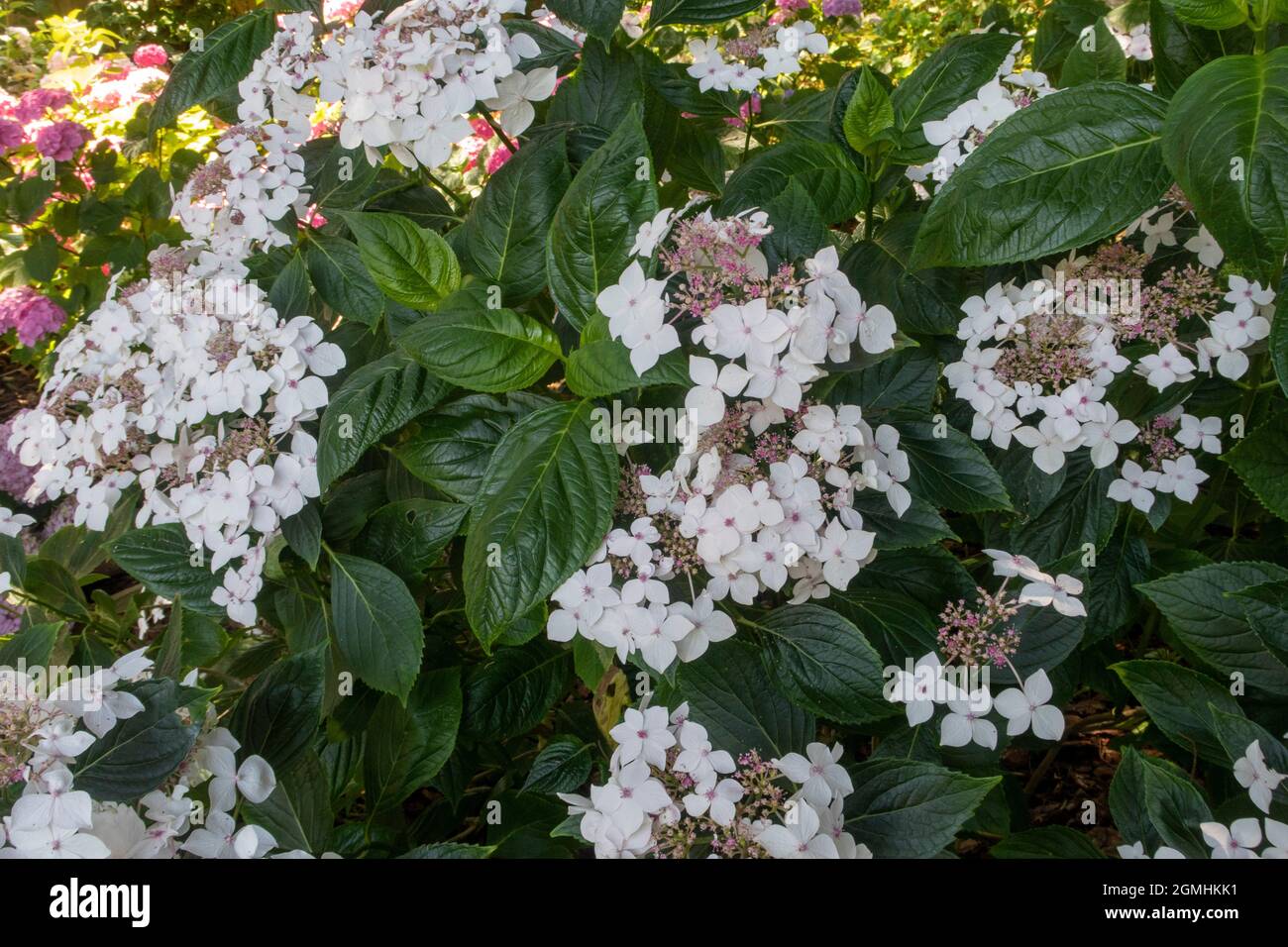 Hydrangea macrophylla - Lanarth White, a lacecap variety Stock Photo