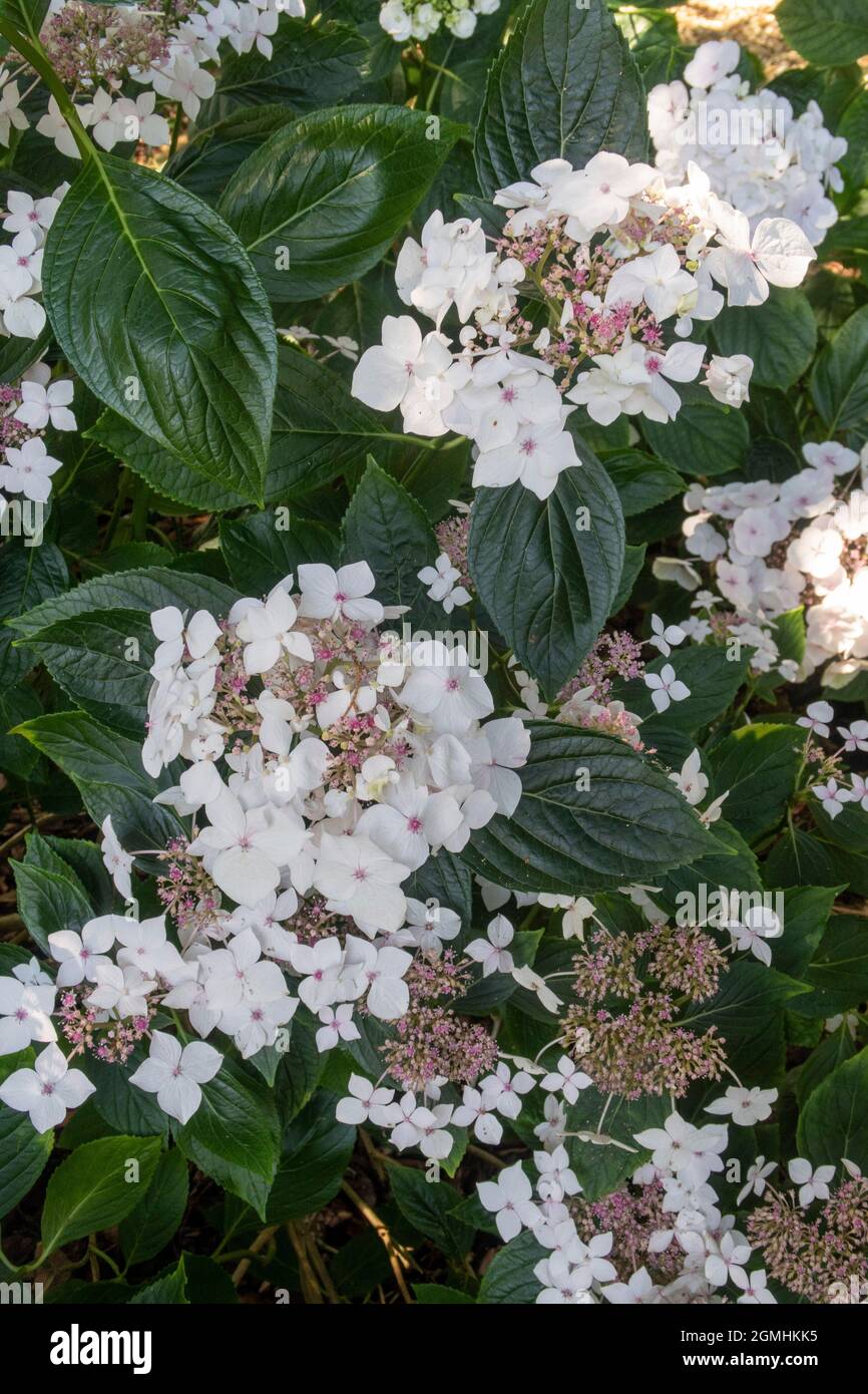Hydrangea macrophylla - Lanarth White, a lacecap variety Stock Photo