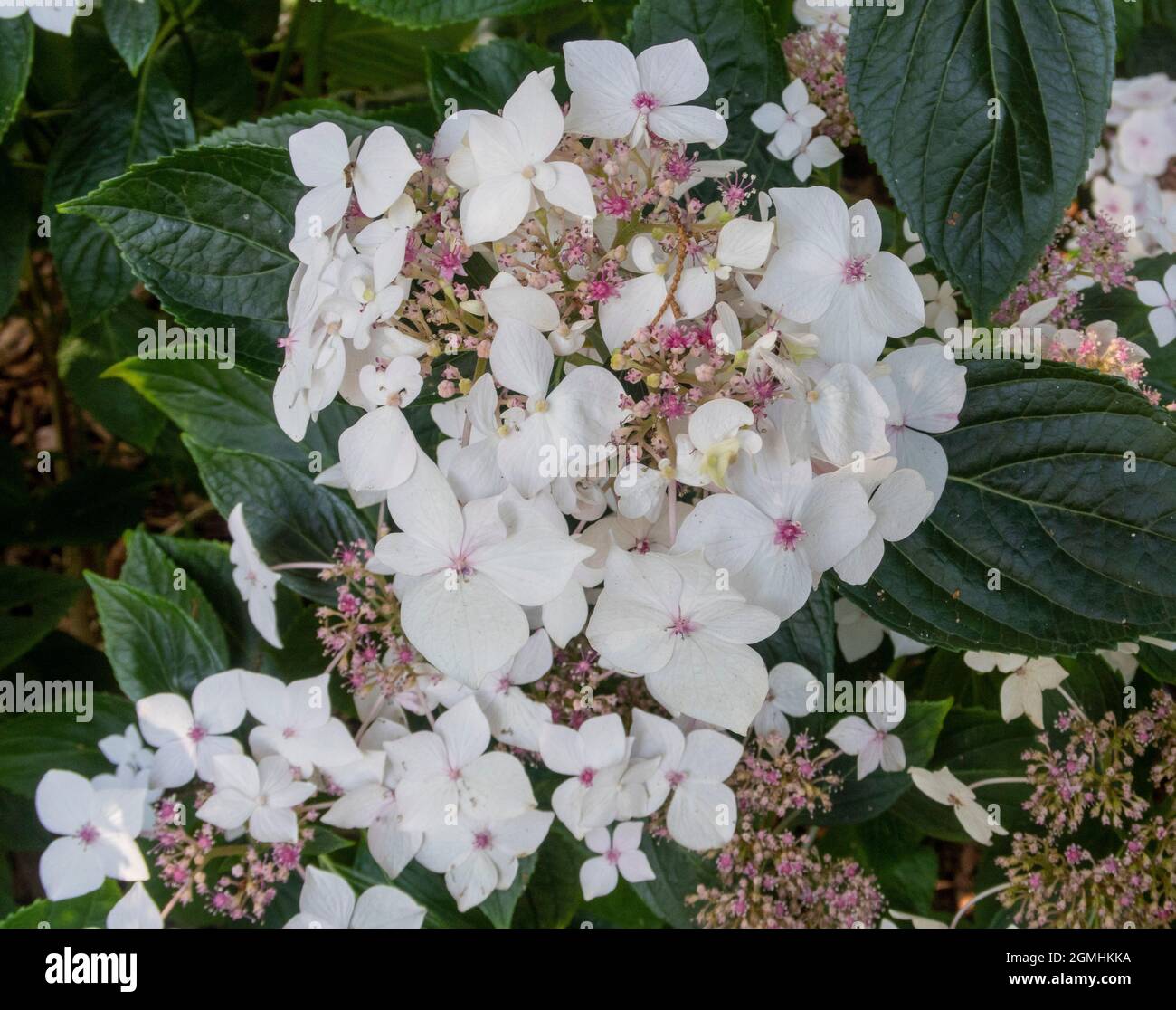 Hydrangea macrophylla - Lanarth White, a lacecap variety Stock Photo