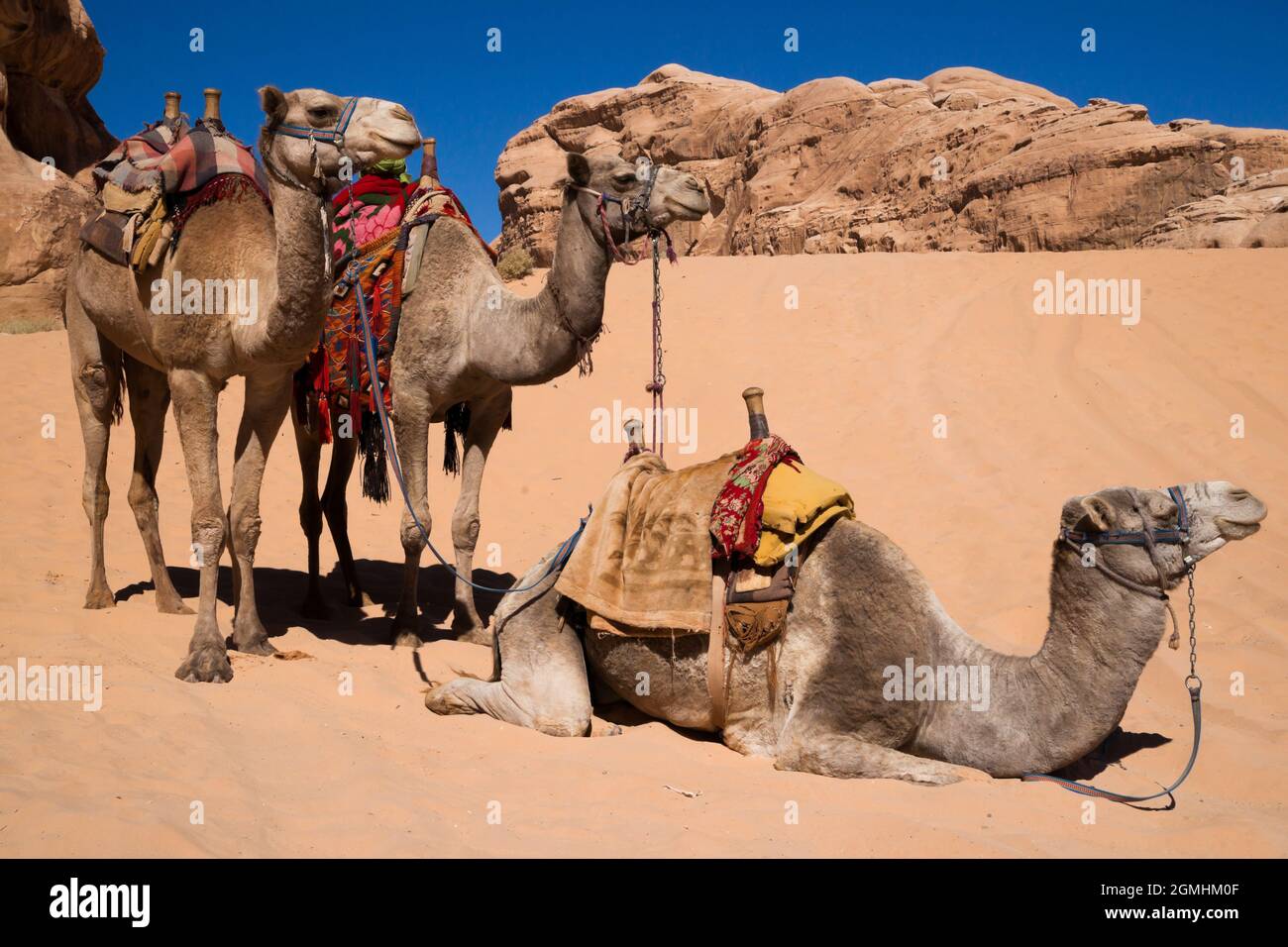 Camels in the Wadi Rum desert in Jordan waiting for a ride Stock Photo ...