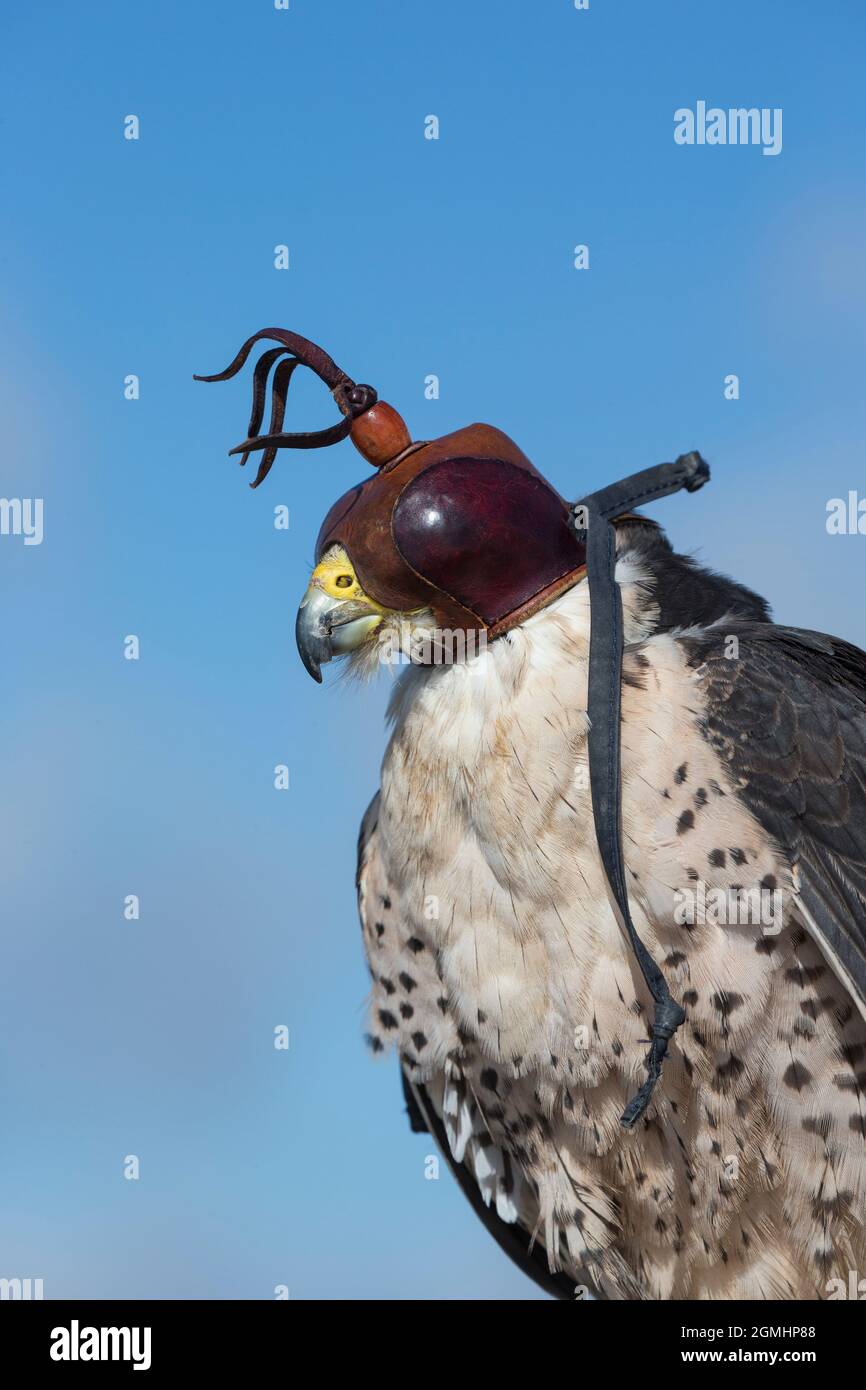 Lanner falcon (Falco biarmicus) wearing hood, captive falconry bird, Cumbria, UK Stock Photo