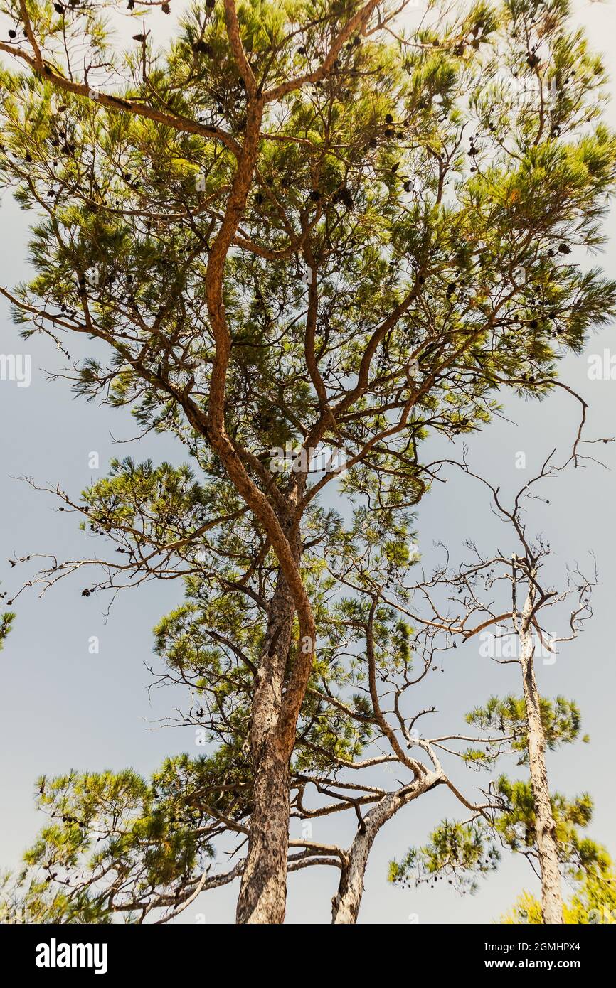 Angled Tree A low angle shot of a blooming tree Stock Photo - Alamy