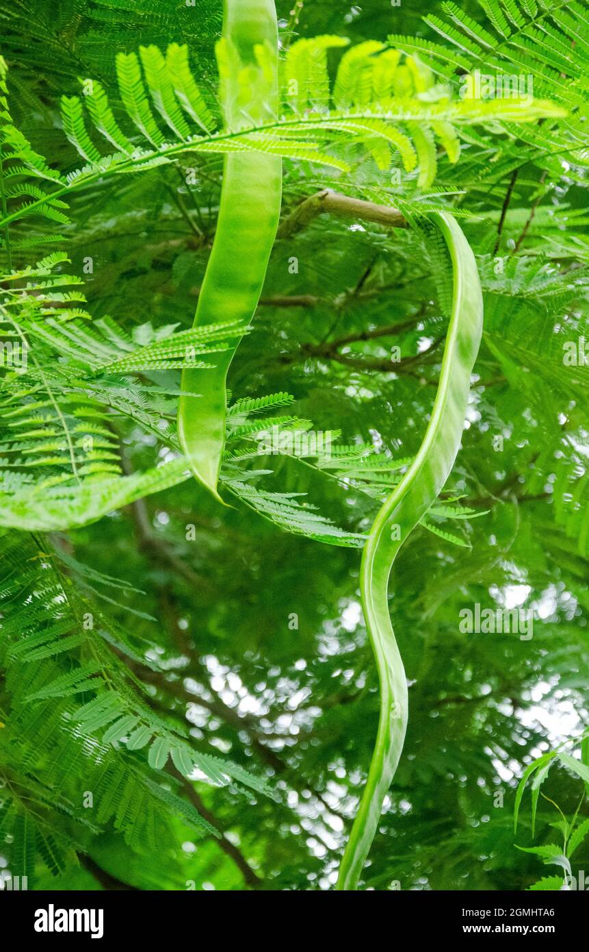 CLOSE UP OF GREEN ROYAL POINCIANA TREE WITH FRUITS AND LEAVES ISOLATED WITH GREEN BLUR BACKGROUND. Stock Photo