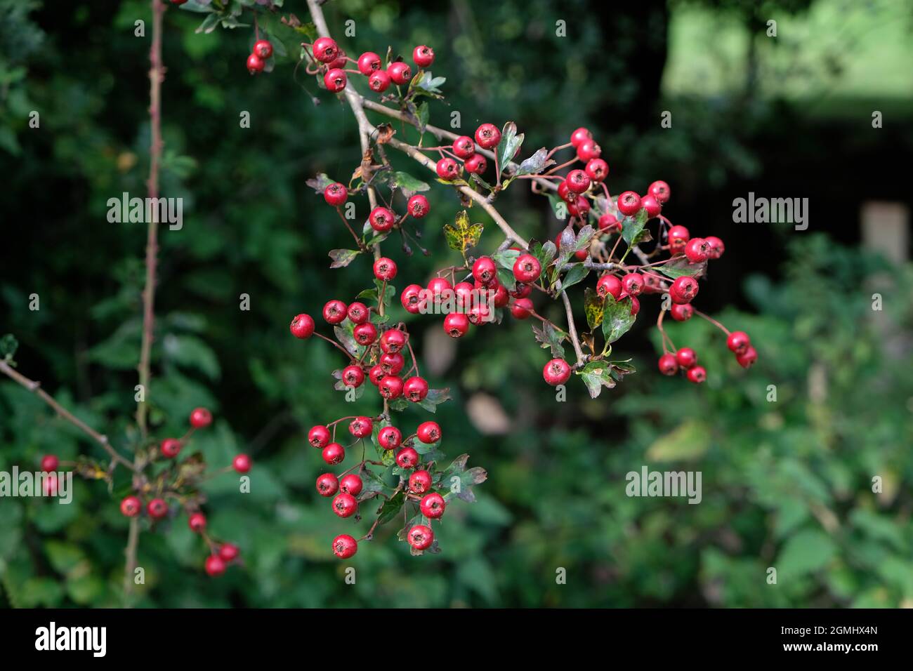 Ripe red berries, haws, of Common Hawthorn - Crataegus - in a hedgrow in England, UK Stock Photo