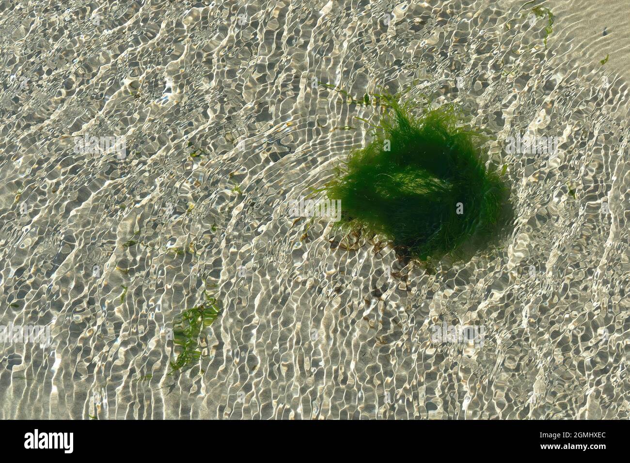 A top view of Eelgrass in a clear water Stock Photo