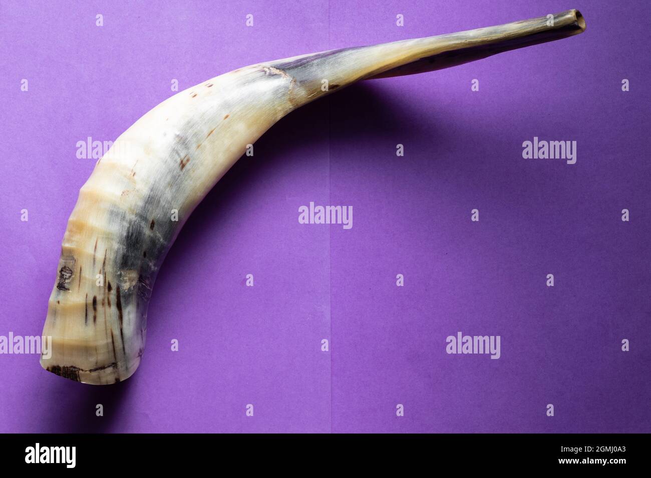 shofar made of lamb horns, on an purple background, a Jewish object