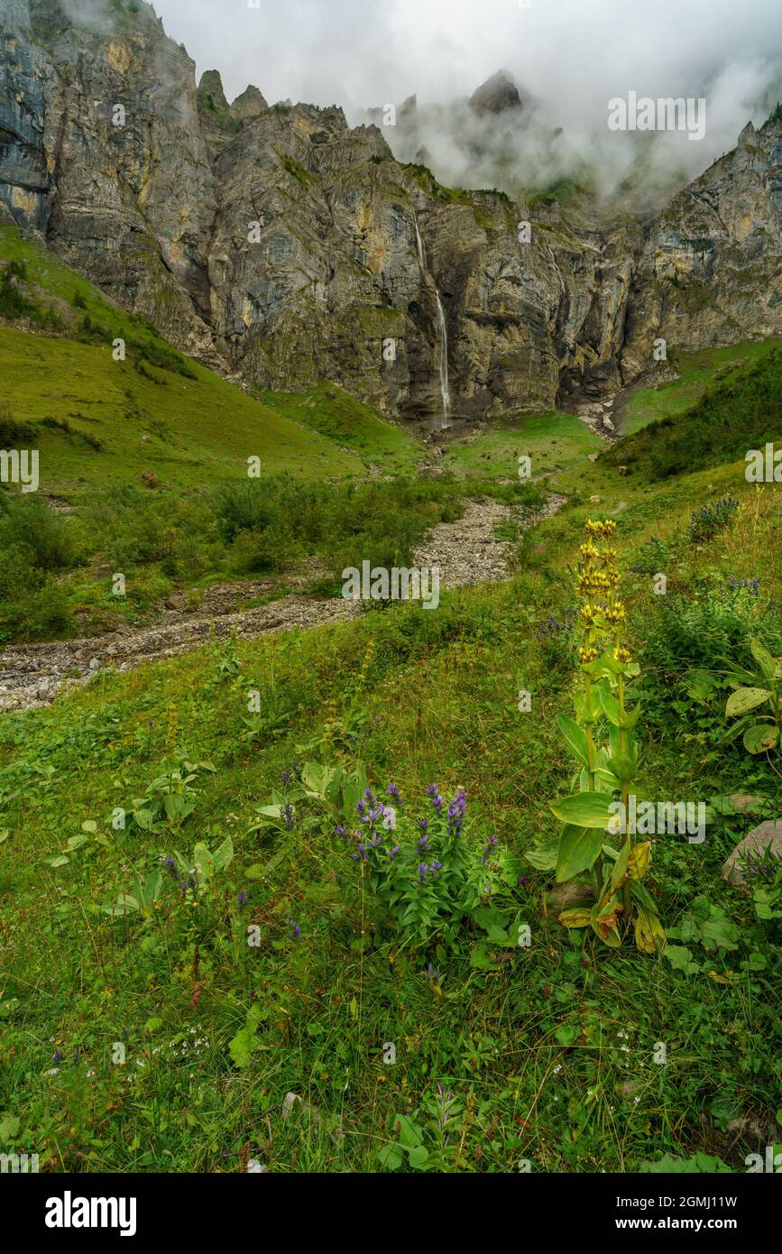 alpine flowers in front of waterfall in Bonder valley, Adelboden, gelber Enzian, blauer Enzian, Alpenblumen in Switzerland. blauer Eisenhut, dusty day Stock Photo
