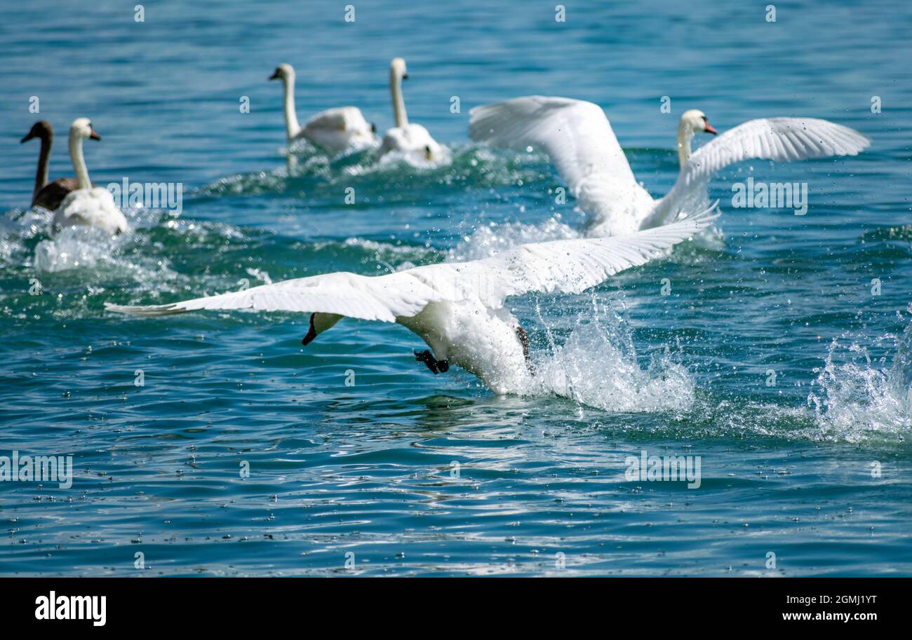 A flock of white swans swimming in the lake Stock Photo - Alamy