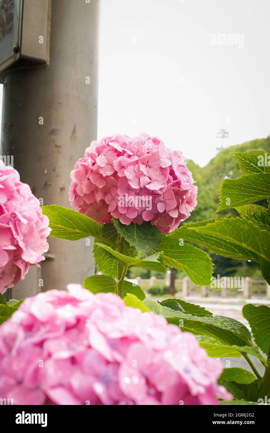 A vertical shot of pink Hydrangea flowers blooming in the garden Stock ...
