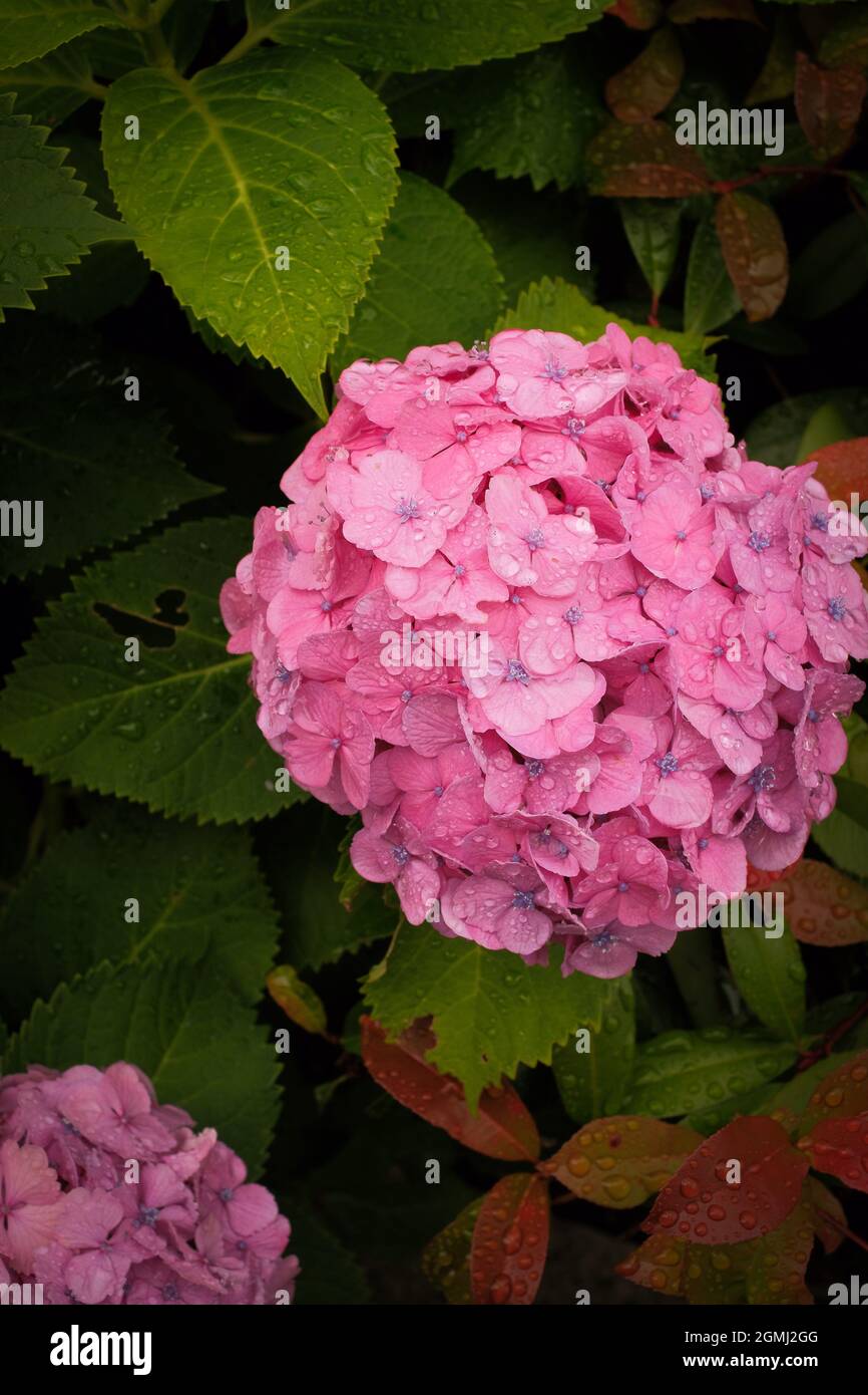 A vertical shot of pink Hydrangea flowers blooming in the garden Stock ...