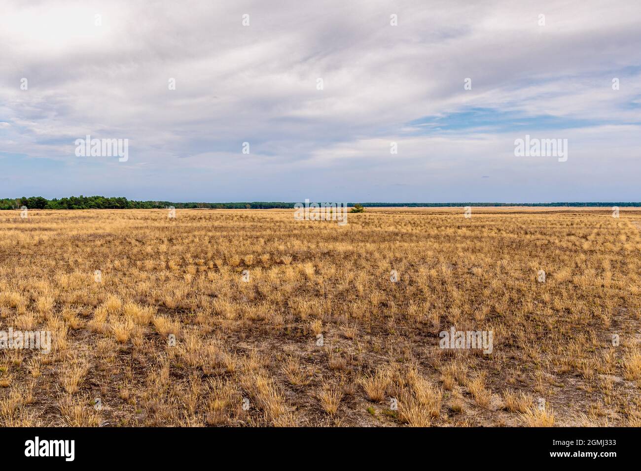 Lieberose, the largest desert in Germany, in the Spreewald near Cottbus in the state of Brandenburg Stock Photo