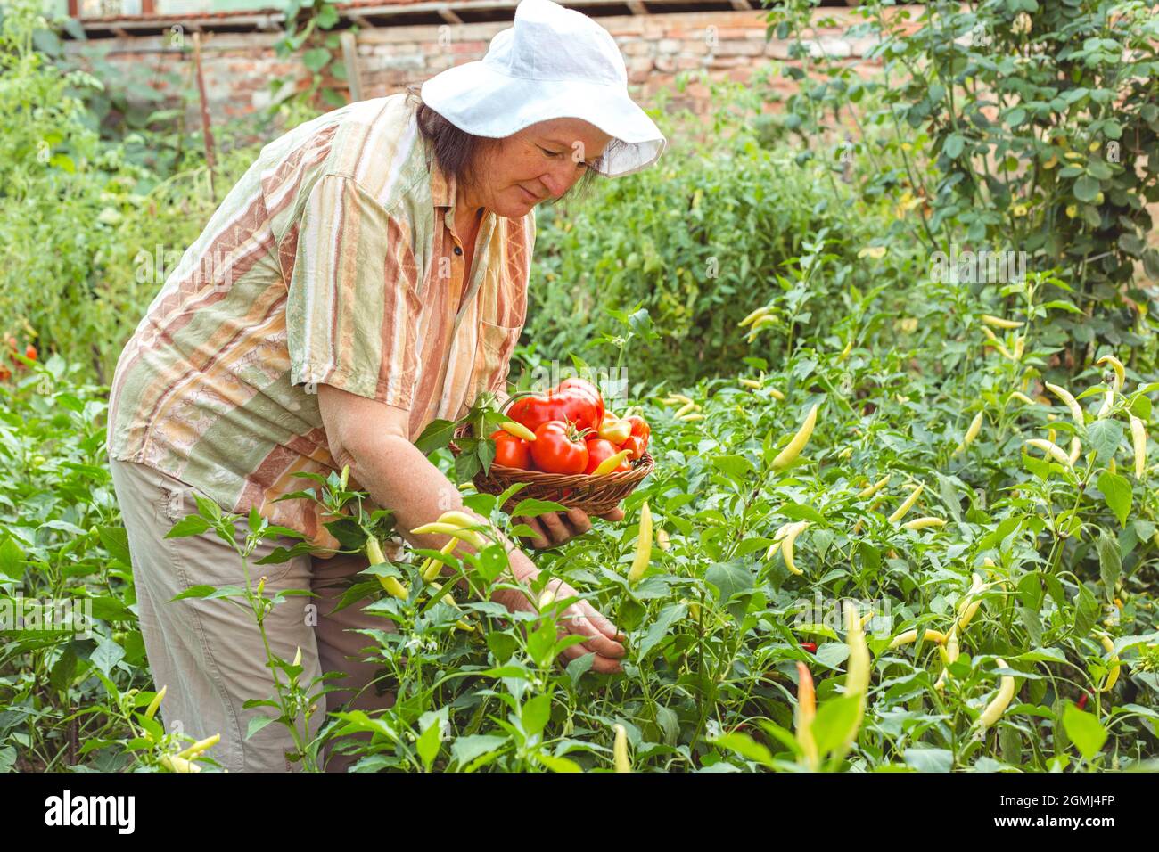 Elderly woman picks vegetables from her garden. Organic gardening Stock Photo